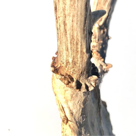 Deer Antlers - Picture 14 of 15